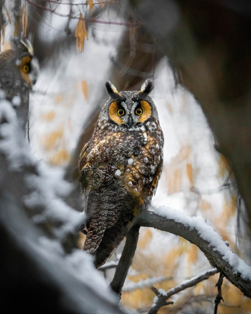 bird-photography-owls-theodore-emery-10.jpg