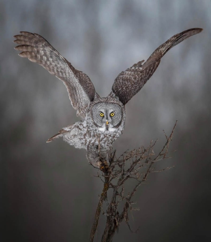 bird-photography-owls-theodore-emery-12.jpg