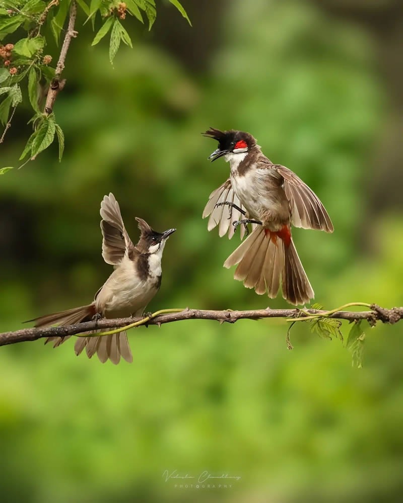 indian-bird-photography-vidisha-choudhury-02.jpg