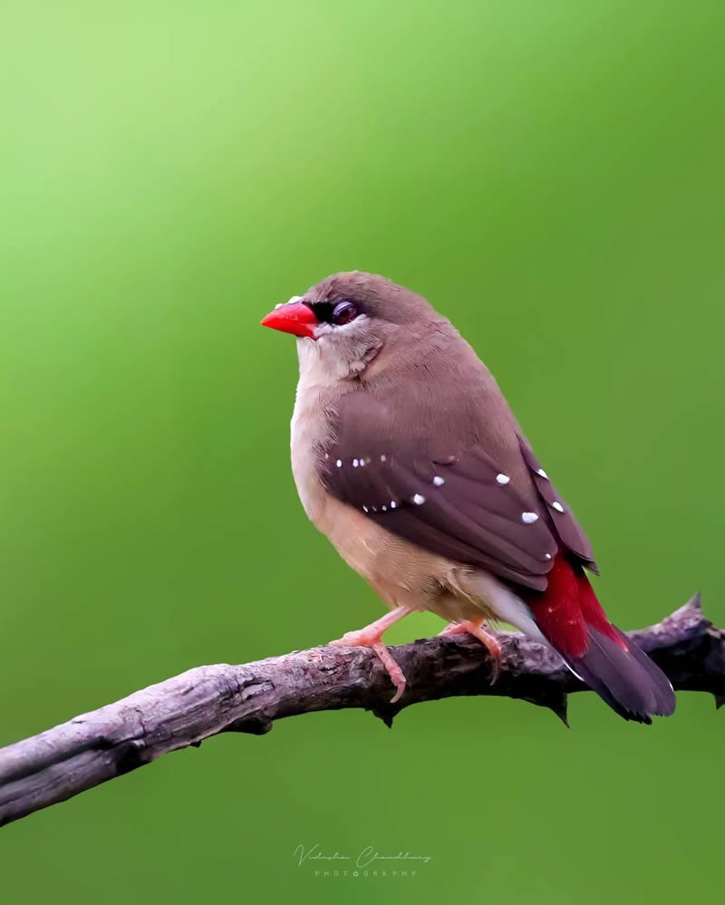 indian-bird-photography-vidisha-choudhury-07.jpg