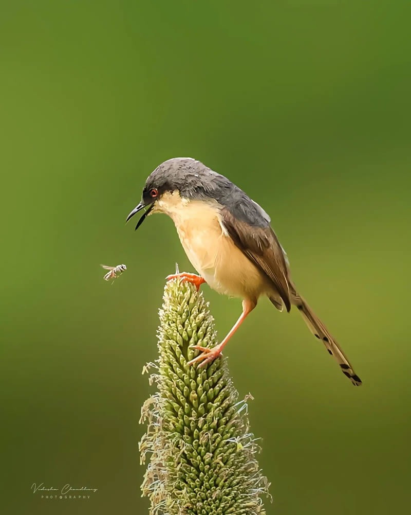 indian-bird-photography-vidisha-choudhury-05.jpg