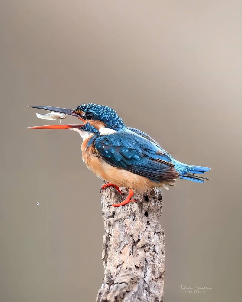 indian-bird-photography-vidisha-choudhury-12.jpg