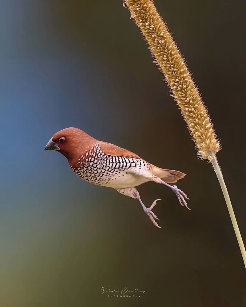 indian-bird-photography-vidisha-choudhury-10.jpg