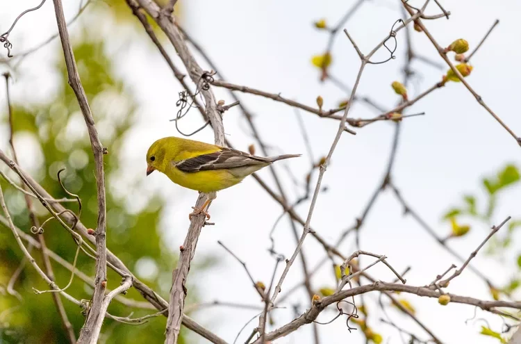 american-goldfinch-getty-0120-9d70899a1b384db6be4b2ce994bc0844.webp