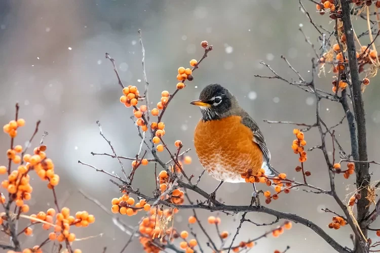 american-robin-getty-0120-c6118be535b9459d86e39b9ab828dd23.webp