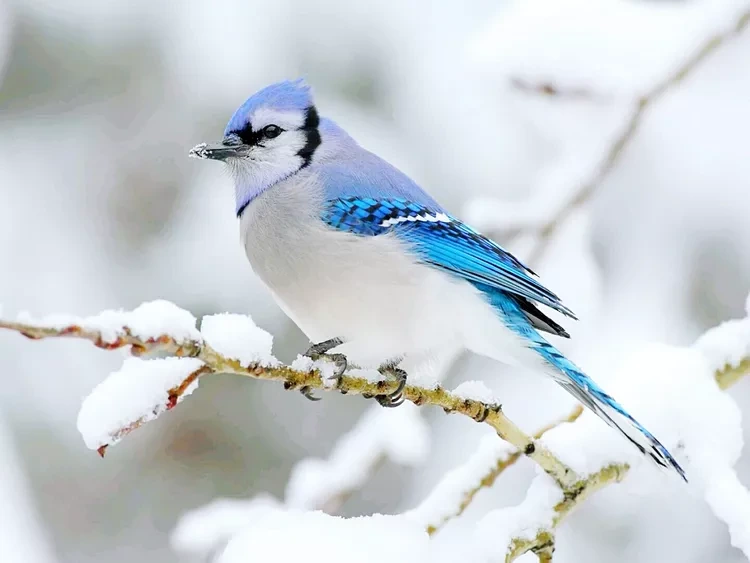 blue-jay-getty-0120-cde18f6e9c7d48d6ad1ebf7460a257ec.webp