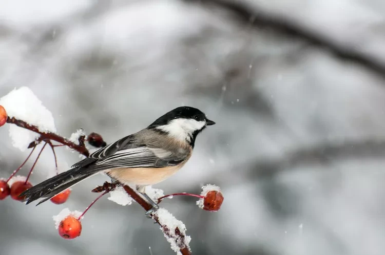 black-capped-chickadee-getty-0120-705f54c8ed5844a7b0d3c440958afc56.webp