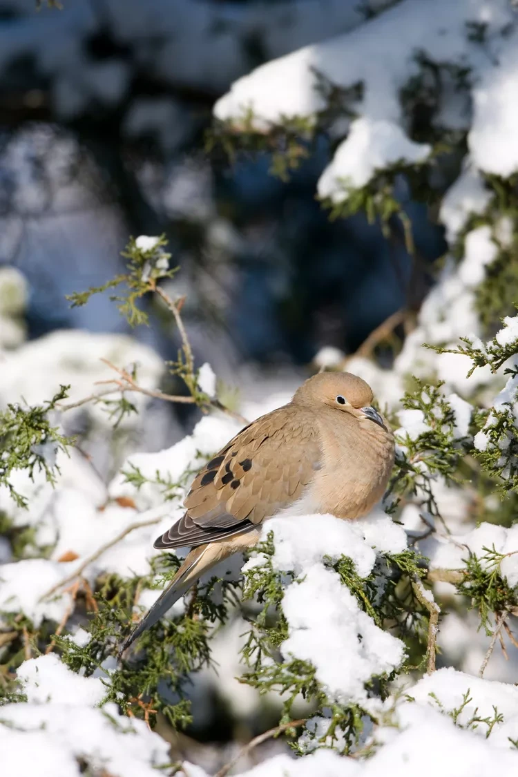 mourning-dove-getty-0120-343c1595a1a44cf3b62cf597d2c54c85.webp