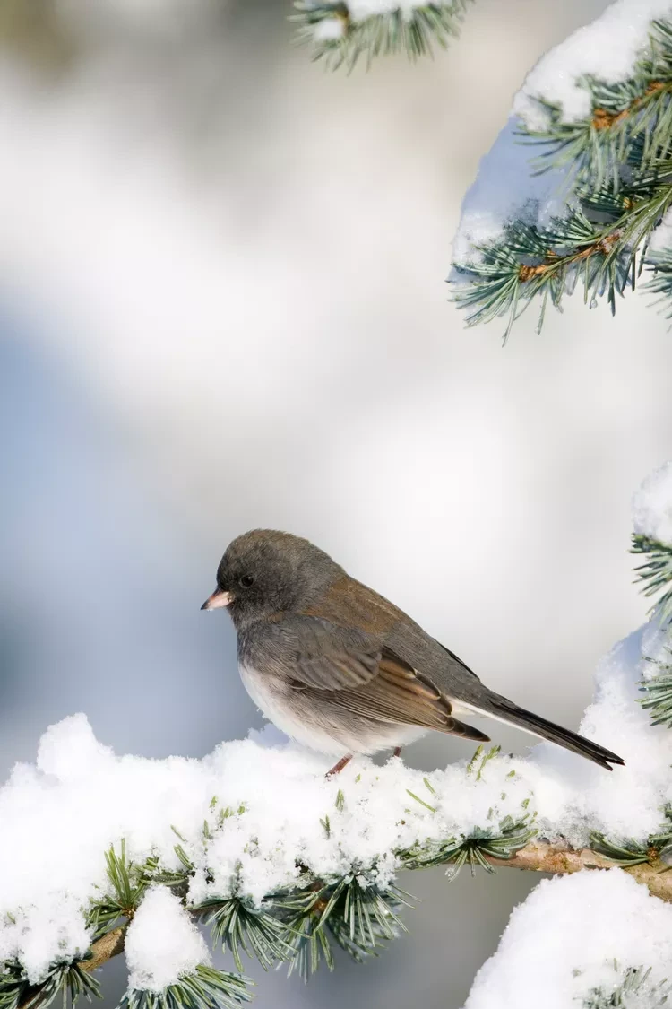 dark-eyed-junco-getty-0120-5e1803323b674f62827000763cf4bd87.webp