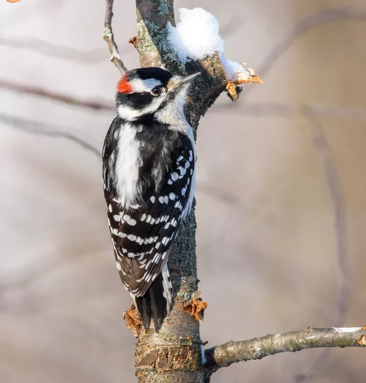 downy-woodpecker-getty-0120-b60dc0a6957c4f6abf8214037a9a9647.webp