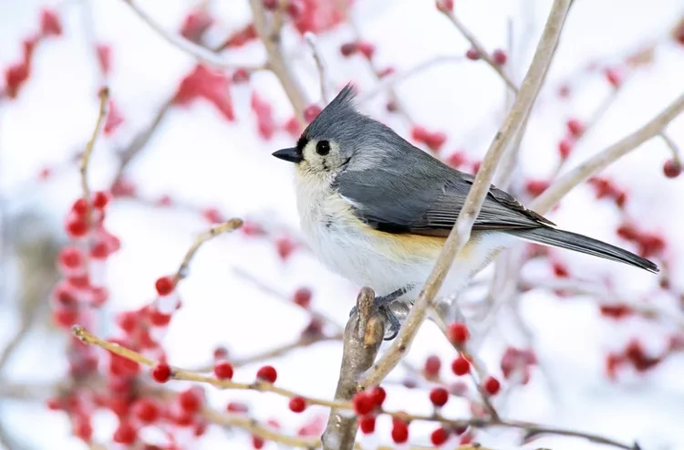 tufted-titmouse-getty-0120-1ae5280583074186b48402c4bfd16746.webp