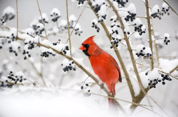 northern-cardinal-getty-0120-723b754167de4dd89adedac164bbe65a.webp