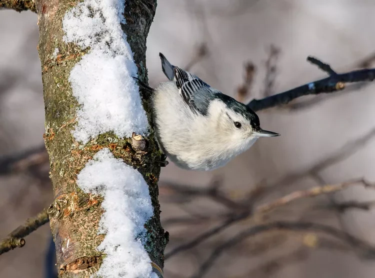 white-breasted-nuthatch-getty-0120-69397d5f8fe64b21a15cd285d89f925a.webp