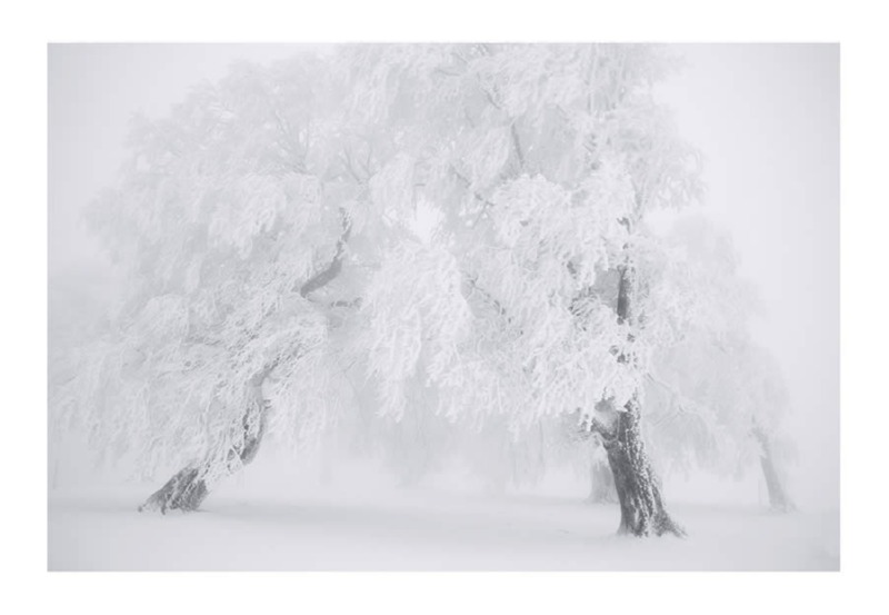 trees-black-and-white-snow-photography-01.jpg