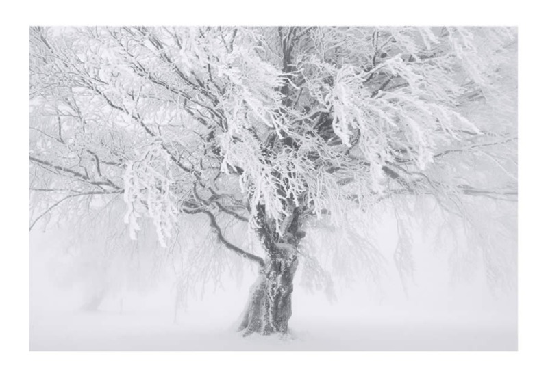 trees-black-and-white-snow-photography-04.jpg