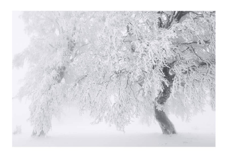 trees-black-and-white-snow-photography-05.jpg