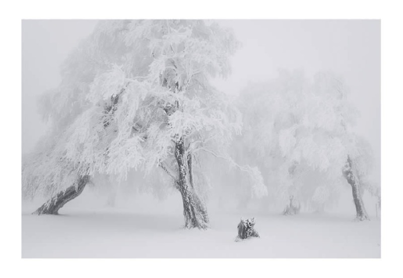 trees-black-and-white-snow-photography-07.jpg