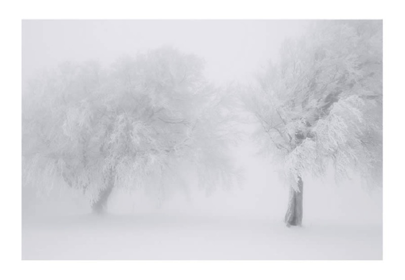 trees-black-and-white-snow-photography-08.jpg