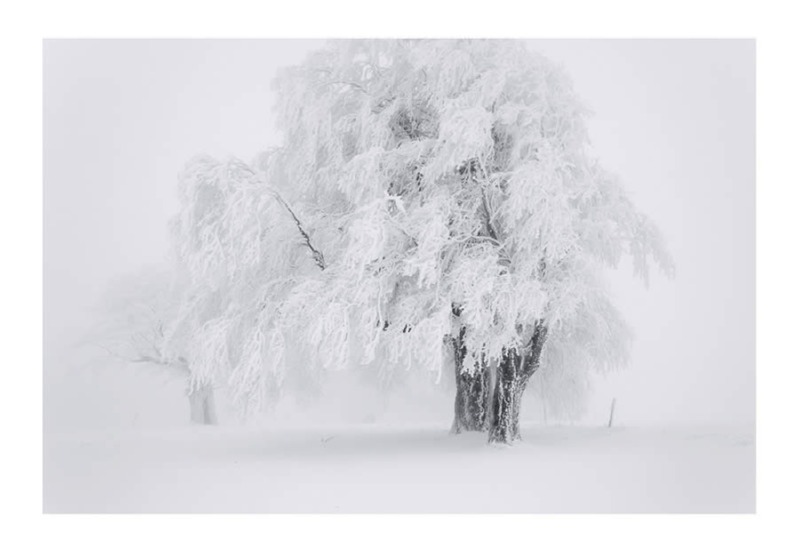 trees-black-and-white-snow-photography-09.jpg