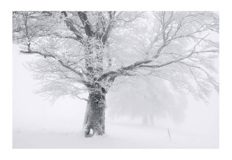 trees-black-and-white-snow-photography-06.jpg