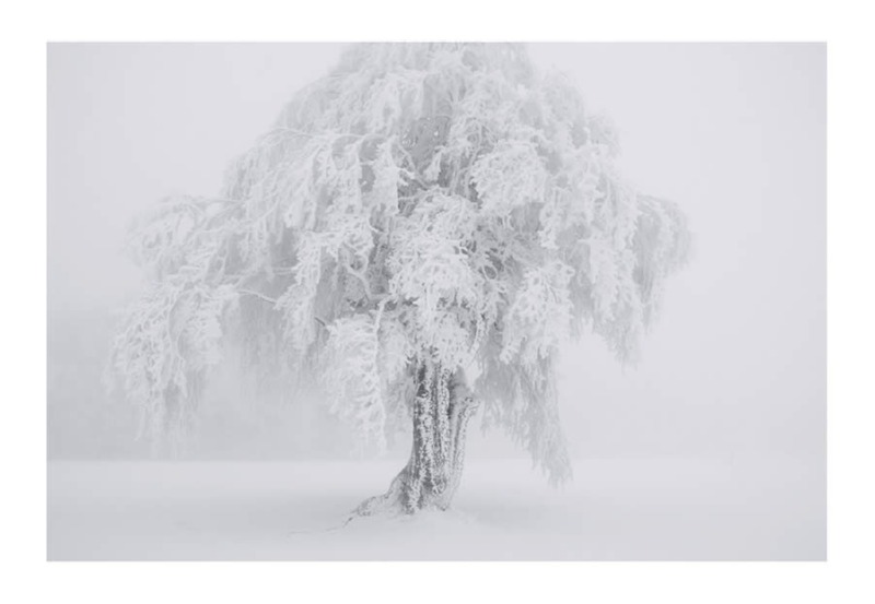 trees-black-and-white-snow-photography-10.jpg