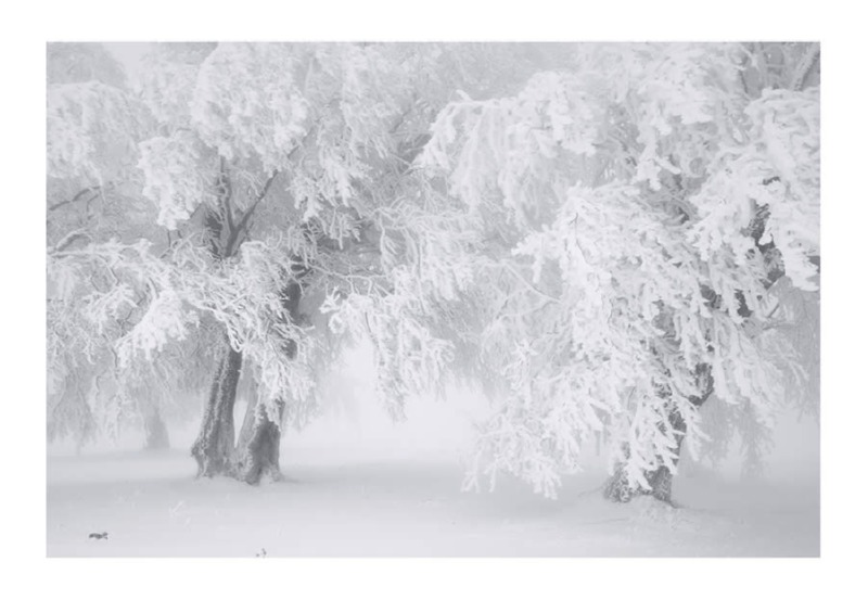 trees-black-and-white-snow-photography-12.jpg