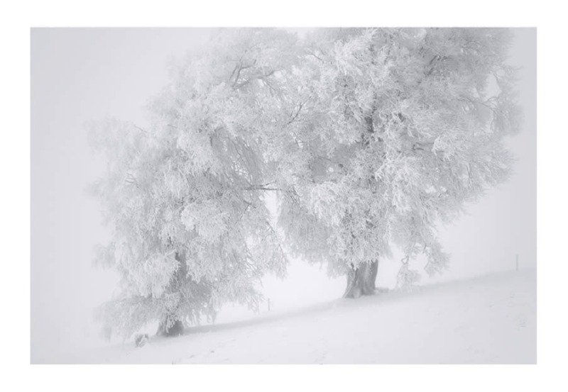 trees-black-and-white-snow-photography-11.jpg