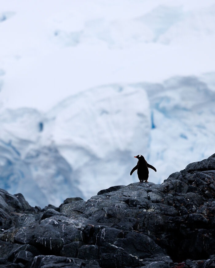 Capturing-the-Untamed-The-Photographic-Journey-of-Jeroen-Van-Nieuwenhove-678a15e875f17__700.jpg