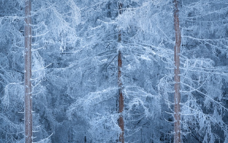 winter-gestalt-Kai-Hornung.jpg