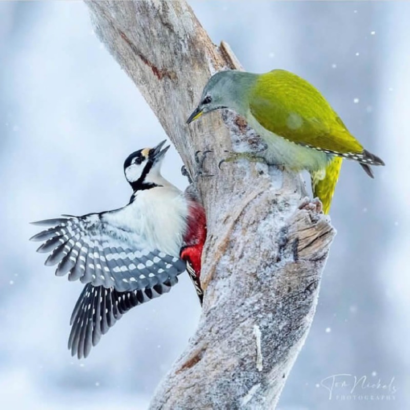best-finland-bird-photography-05.jpg