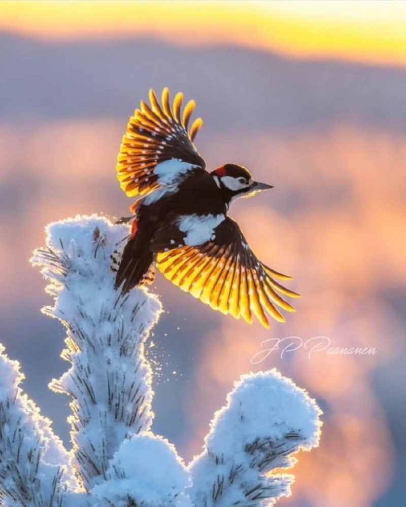best-finland-bird-photography-03.jpg