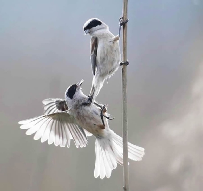 best-finland-bird-photography-01.jpg
