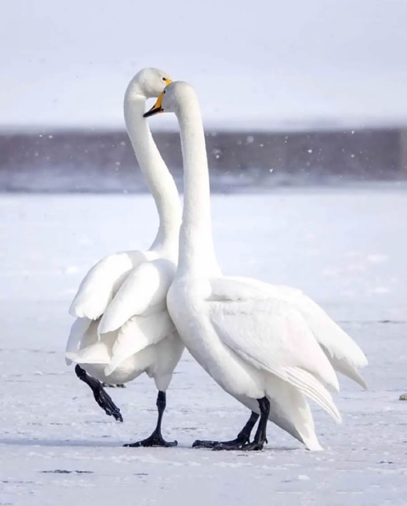 best-finland-bird-photography-12.jpg
