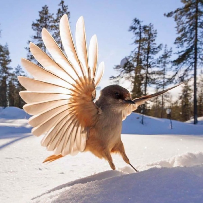 best-finland-bird-photography-13.jpg