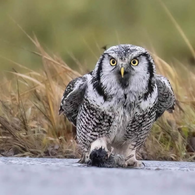 best-finland-bird-photography-11.jpg