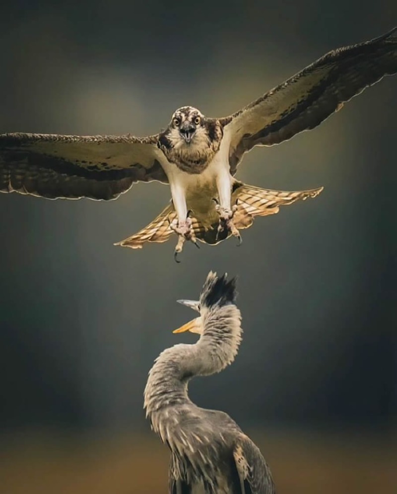 best-finland-bird-photography-17.jpg