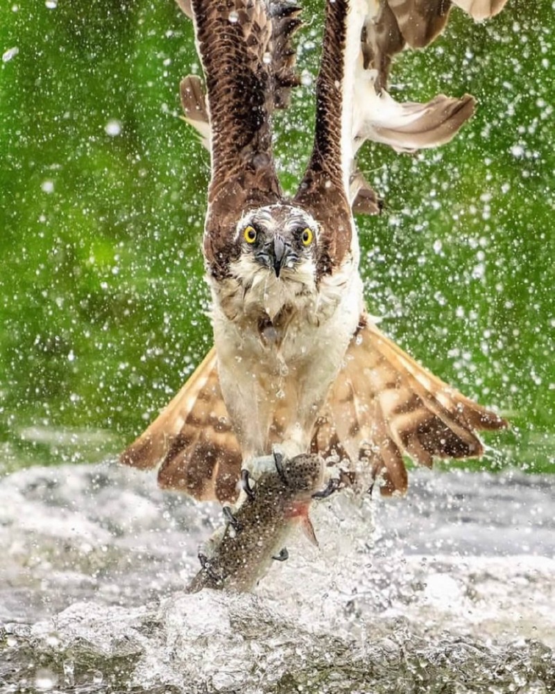 best-finland-bird-photography-15.jpg