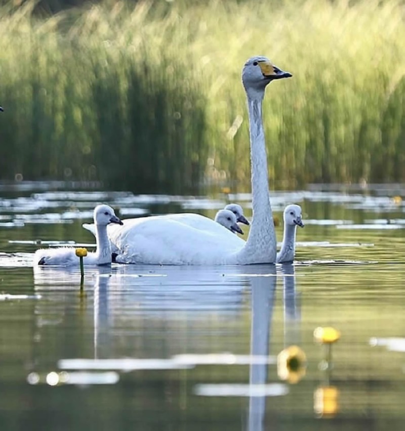 best-finland-bird-photography-40.jpg