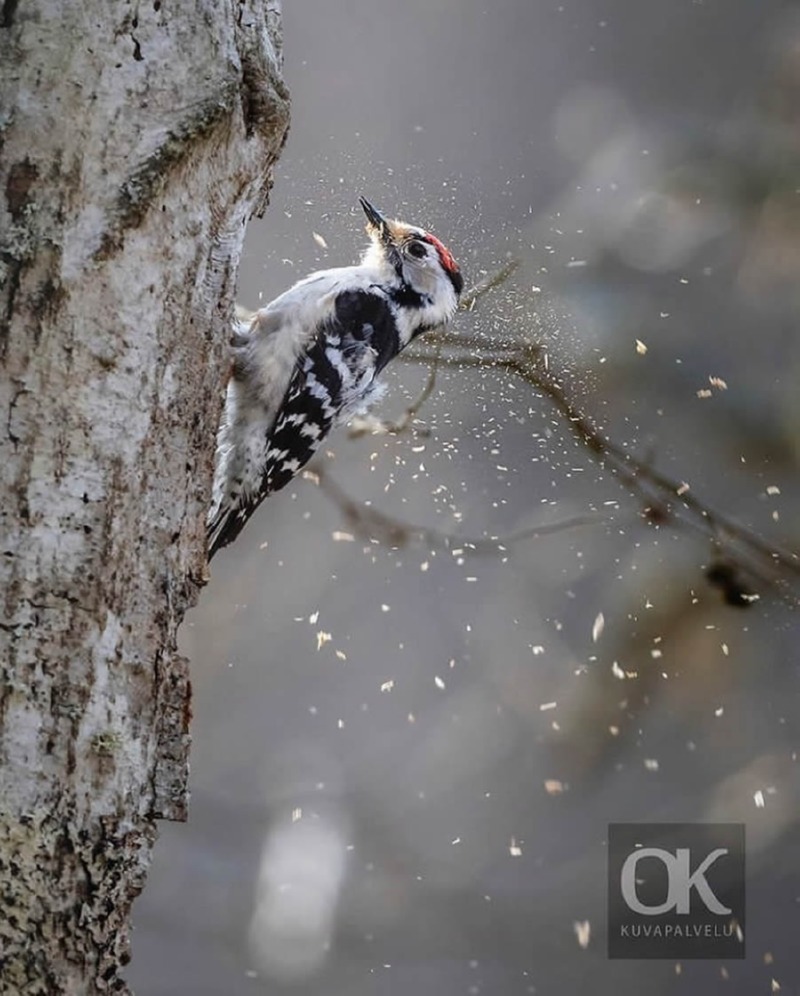 best-finland-bird-photography-19.jpg