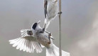 best-finland-bird-photography-01.jpg