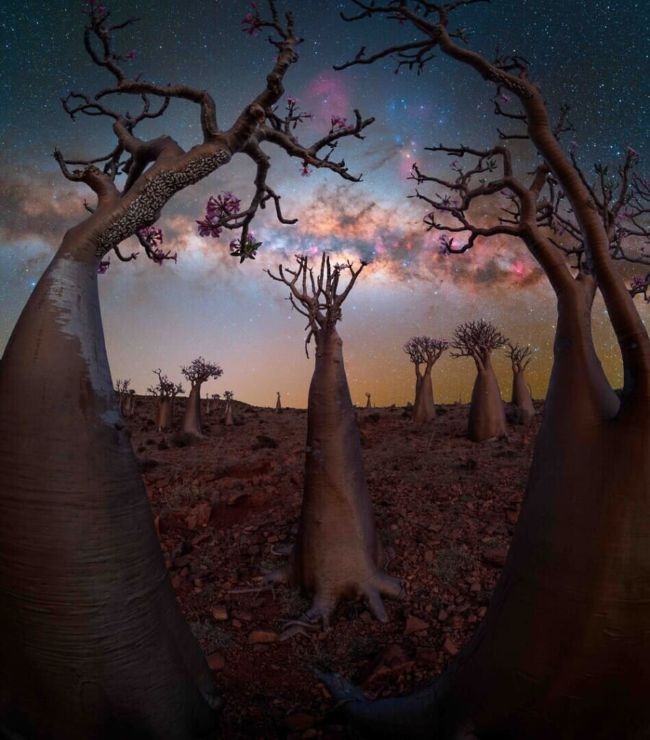 Milky-Way-Bottle-Tree-Socotra-Yemen-Benjamin-Barakat.jpg
