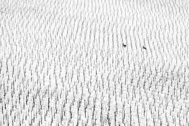 world-nature-photography-awards-winners-01.jpg
