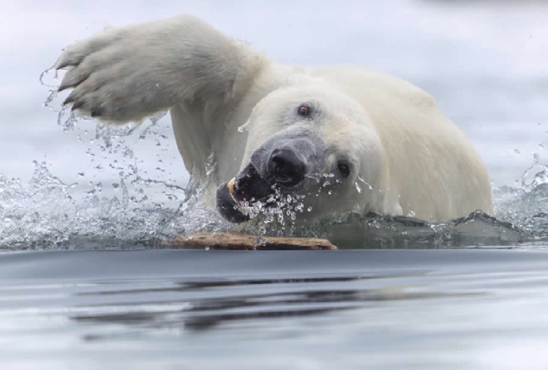 world-nature-photography-awards-winners-07.jpg