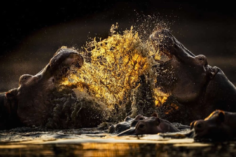 world-nature-photography-awards-winners-08.jpg