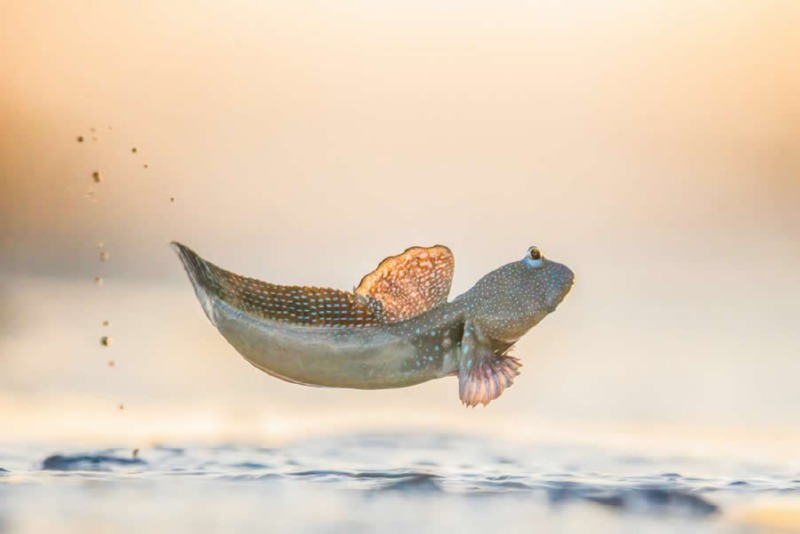 world-nature-photography-awards-winners-10.jpg