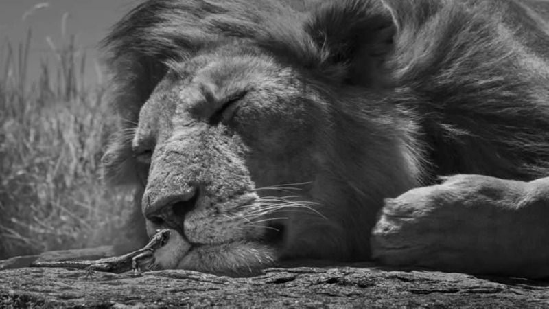world-nature-photography-awards-winners-11.jpg