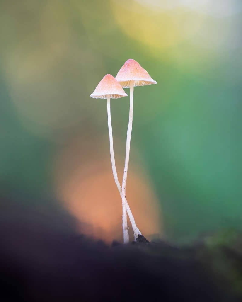 macro-photography-mushrooms-fungi-riley-loew-03.jpg