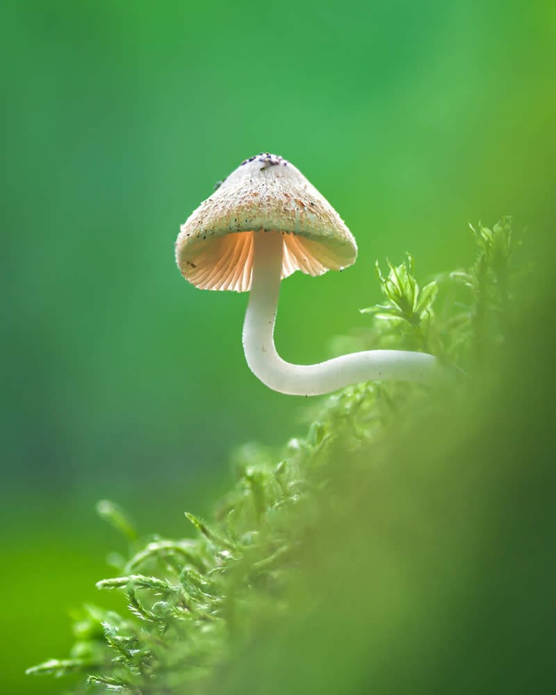 macro-photography-mushrooms-fungi-riley-loew-01.jpg