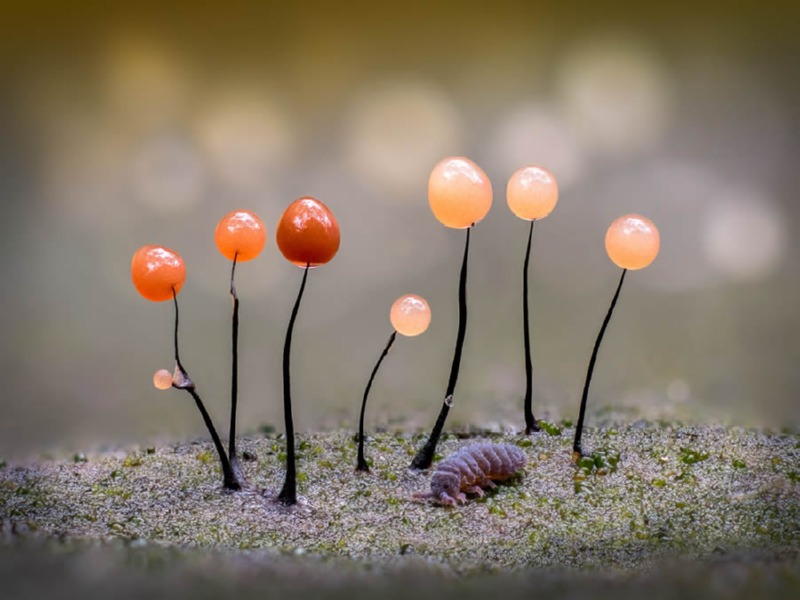 macro-fungi-garden-photographer-of-the-year-winners-05.jpg