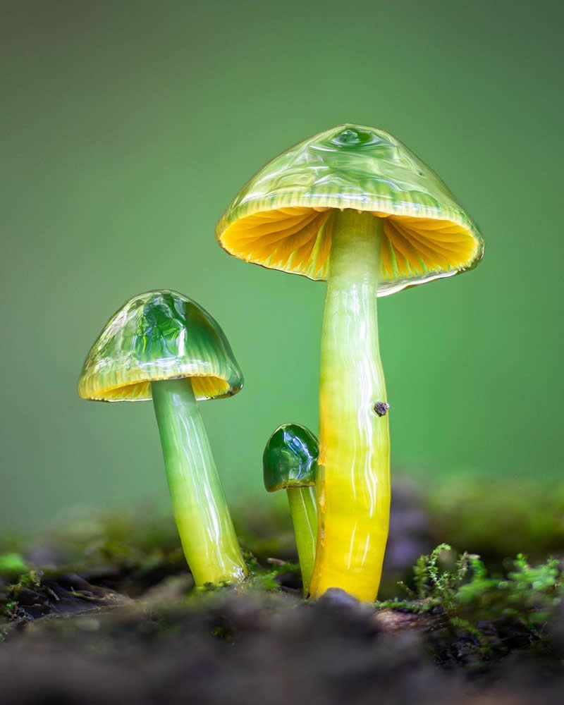 macro-photography-mushrooms-fungi-riley-loew-20.jpg